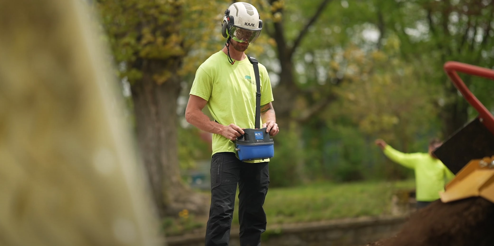 Professional tree maintenance saving money long-term