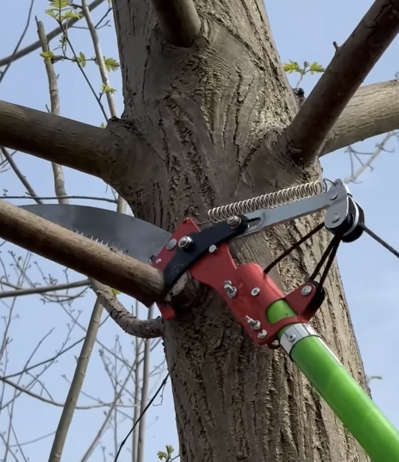 Tree Trimming & Pruning service in East Orange, NJ