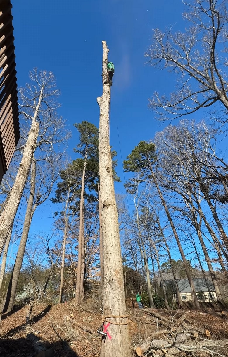 Tree Removal service in East Orange, NJ