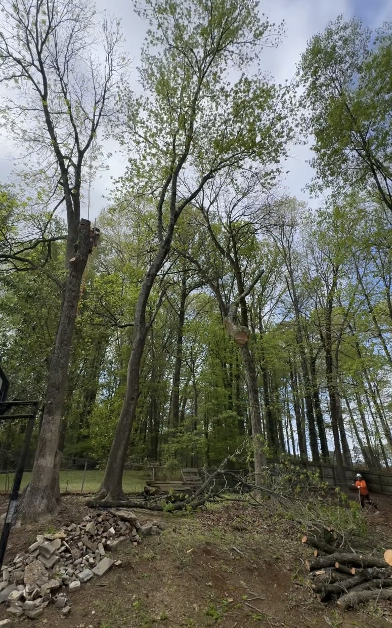 Professional tree service crew working in East Orange, NJ